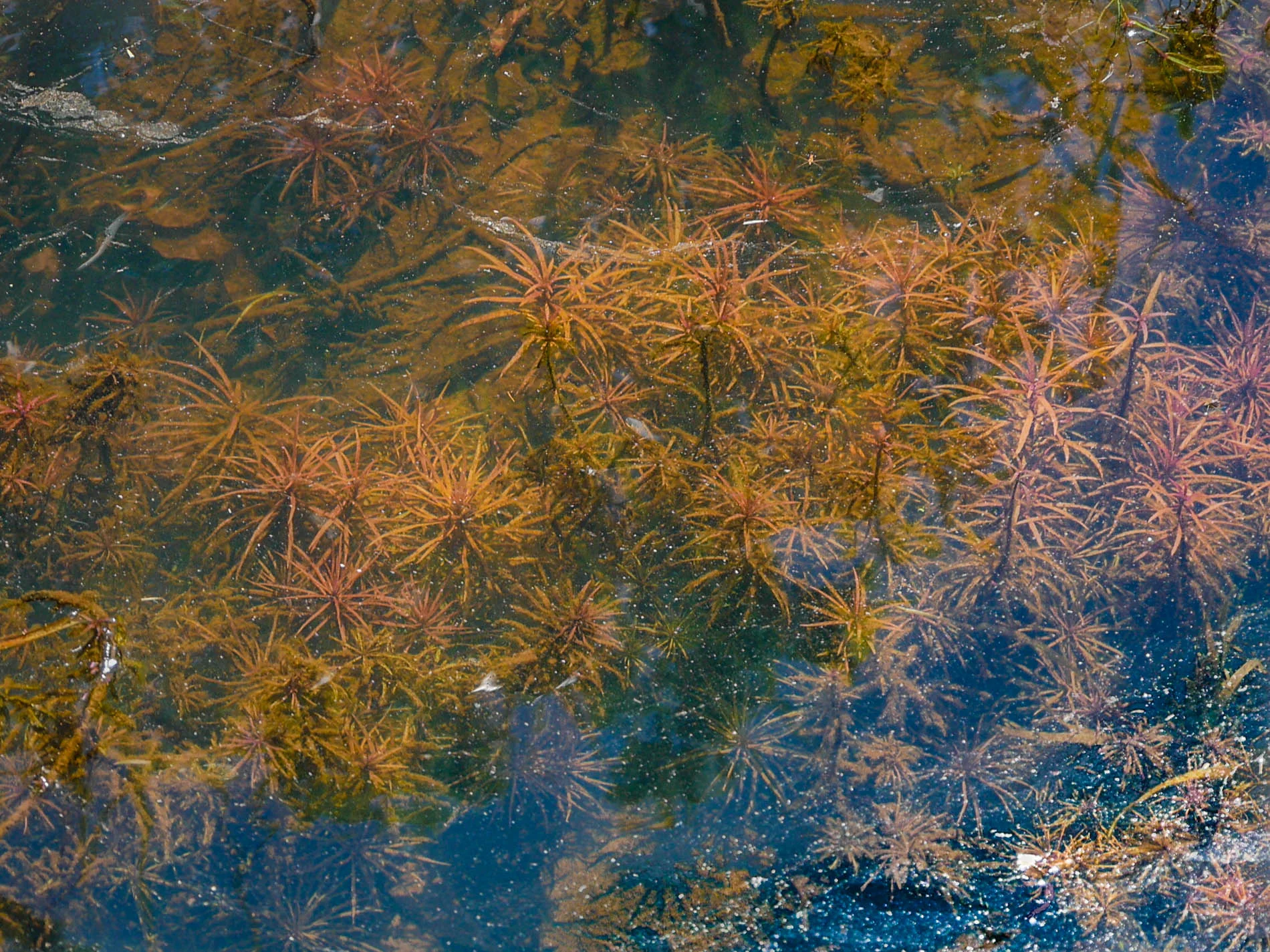 Pogostemon stellatus (narrow leaf) — Florida Aquatic Nurseries